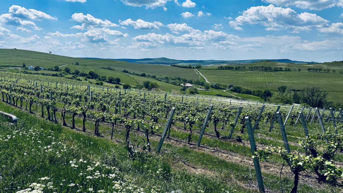 Vineyards on the route in spring